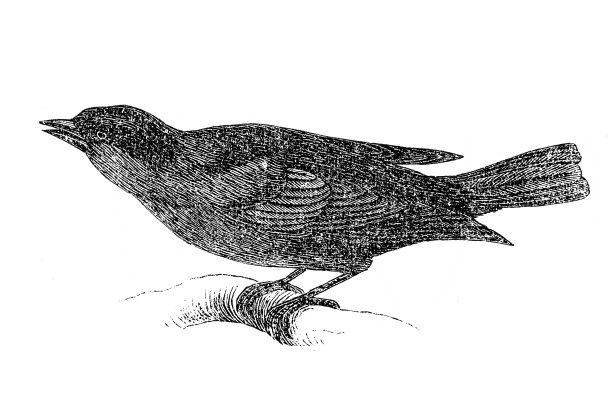 闪亮牛鸟（Molothrus bonariensis aequatorialis）图片下载