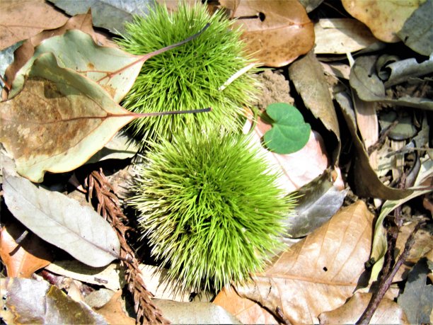 日本。8月。地上有两颗栗子。图片下载