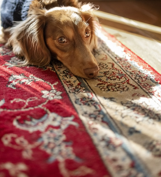 棕色腊肠狗在家里看着相机图片下载