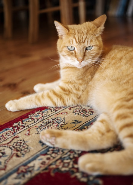 橙色虎斑猫坐在家里的地毯上图片下载