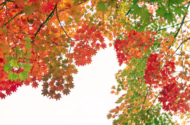 五彩缤纷的秋叶在白色图片下载