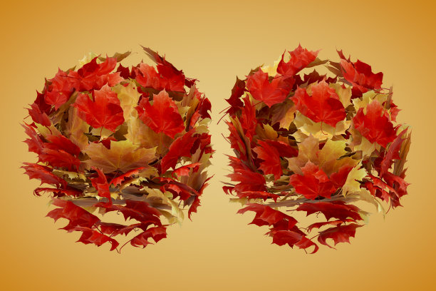 秋叶盘旋图片下载