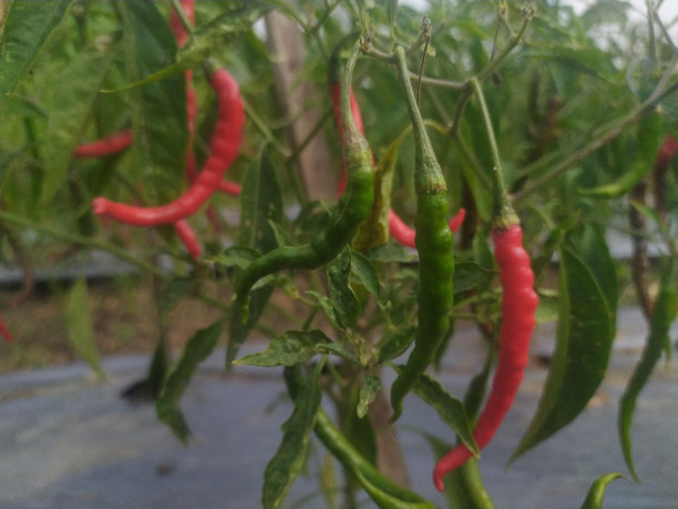 房子前面的小辣椒园图片下载