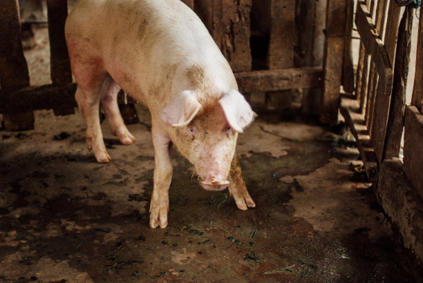 可爱的泰国猪图片下载