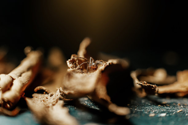 一个小的狩猎蜘蛛的微距照片背光在木片。蜘蛛恐惧症的概念，万圣节。有选择性的重点。图片下载