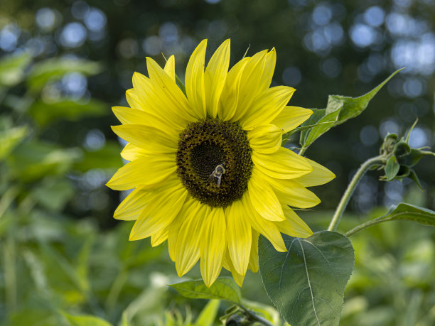 向日葵的节日图片下载