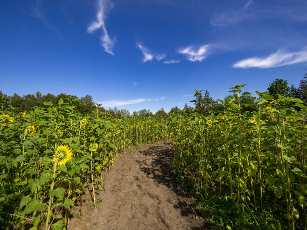 向日葵的节日图片下载