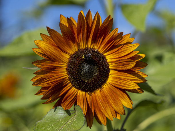 向日葵的节日图片下载