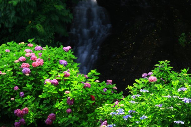 绣球花在森林里盛开图片下载