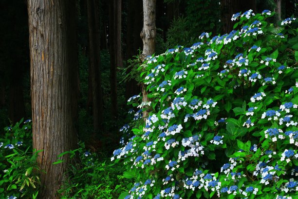 绣球花在森林里盛开图片下载
