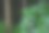 绣球花在森林里盛开图片下载