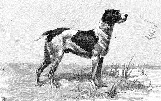 格里芬犬，侧视图图片下载