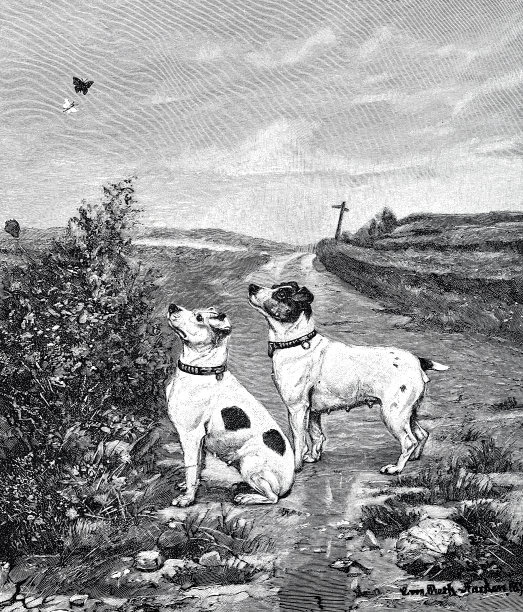 可惜够不着:两只狗在路上抬头望着两只蝴蝶图片下载