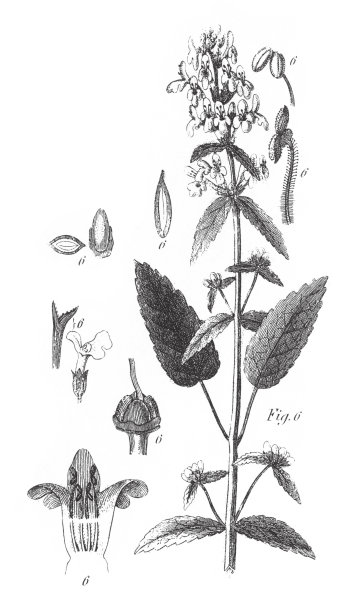 麻藤，刺叶植物，橄榄，马鞭草，薄荷，无花果和龙葵家族的成员雕刻古董插图，出版于1851年图片下载