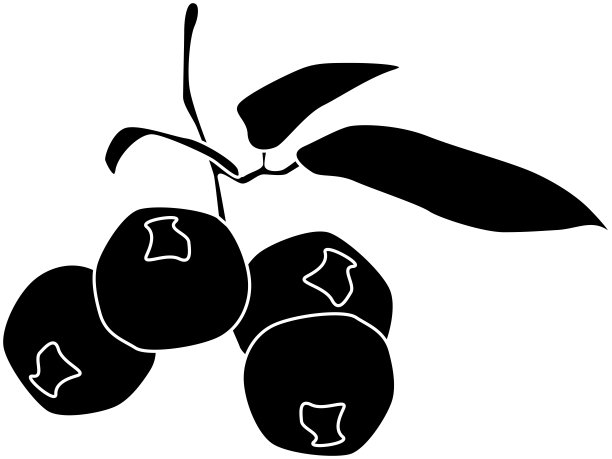 蓝莓轮廓材料图片下载