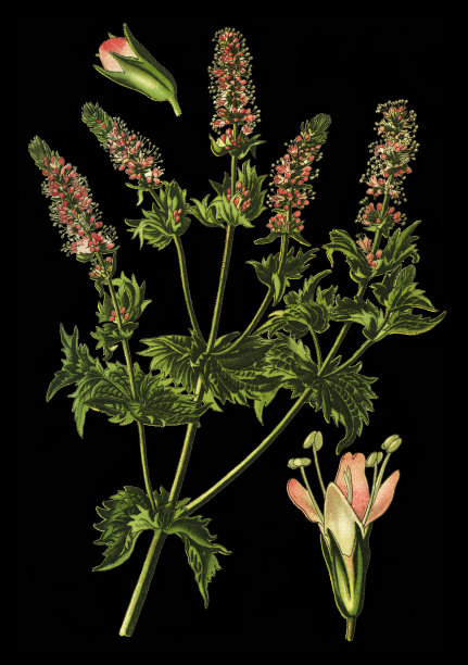 留兰香图片下载