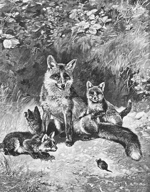 森林里的狐狸一家图片下载