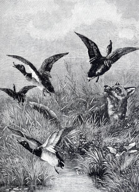 鸭子从狼身边飞走图片下载