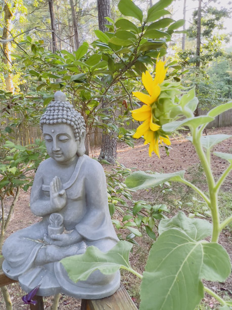 向日葵图片下载