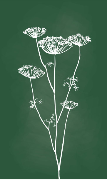 花蕾干图片下载