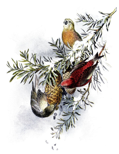 红交嘴图片下载