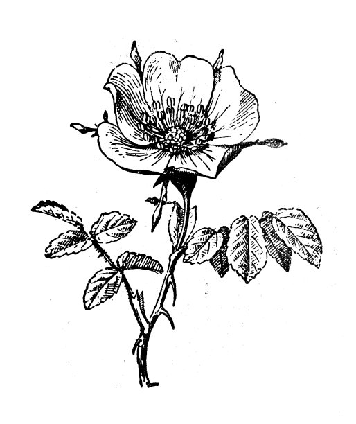 古董插图:蔷薇犬，狗玫瑰图片下载