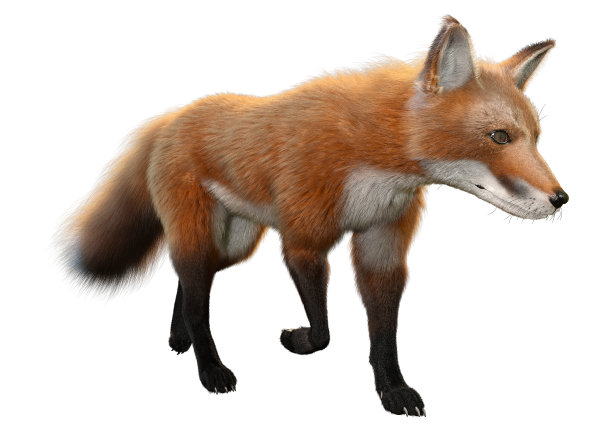 3D渲染红狐狸在白色图片下载