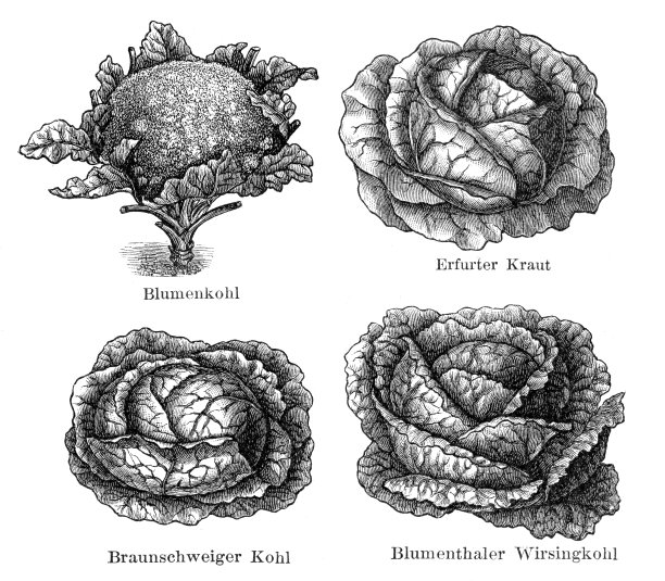 1897年的蔬菜、菜花、萨沃伊卷心菜插图图片下载