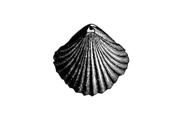 Rhynchonella Vilsensis是世界范围内志留纪至始新世地层中已灭绝的腕足动物属图片下载