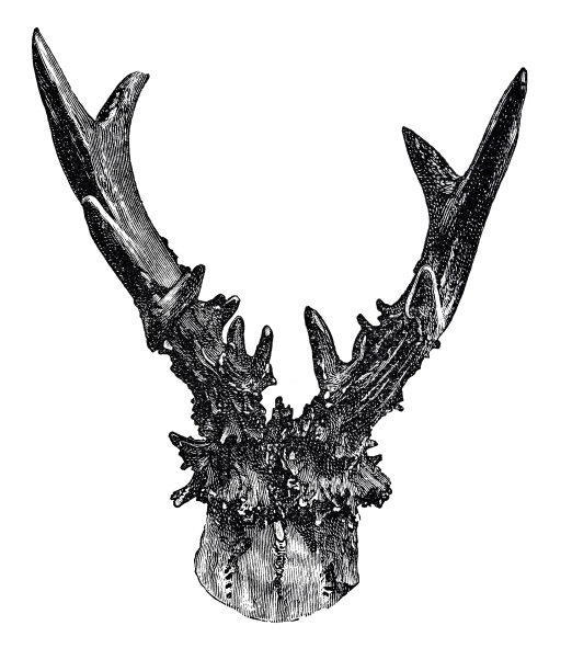 白色背景上有异常的鹿角图片下载