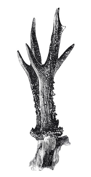 白色背景上有异常的鹿角图片下载