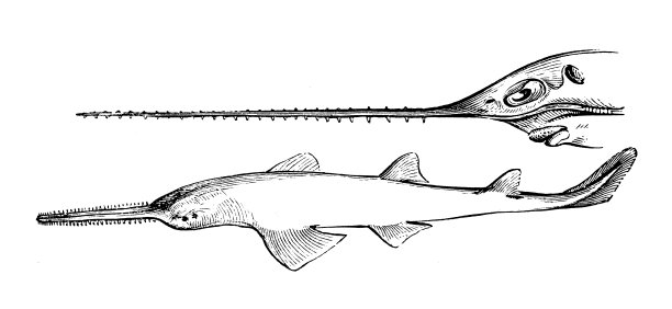 仿古海洋动物雕刻插图:锯鳐、木匠鲨鱼图片下载