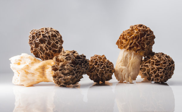 白色背景上的美味羊肚菌图片下载