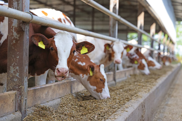 奶牛场西门塔尔牛，在农场喂牛图片下载