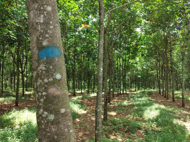 橡皮树图片下载