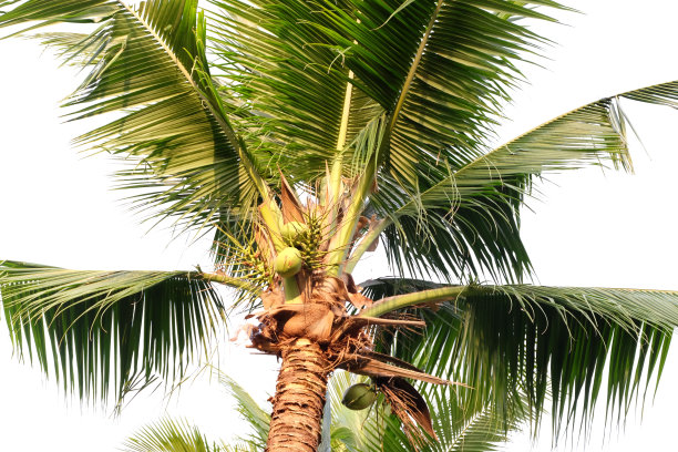 一棵枝繁叶茂的椰子树图片下载