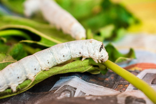 蚕在吃桑树的叶子，特写图片下载