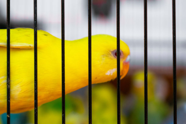 黄色虎皮鹦鹉在笼子里，特写，选择性聚焦图片下载