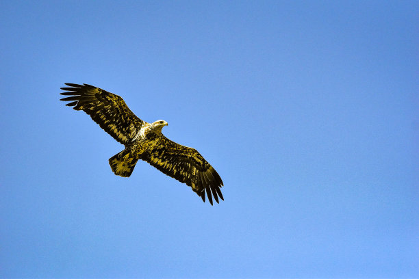 猎鹰在天空中翱翔图片下载