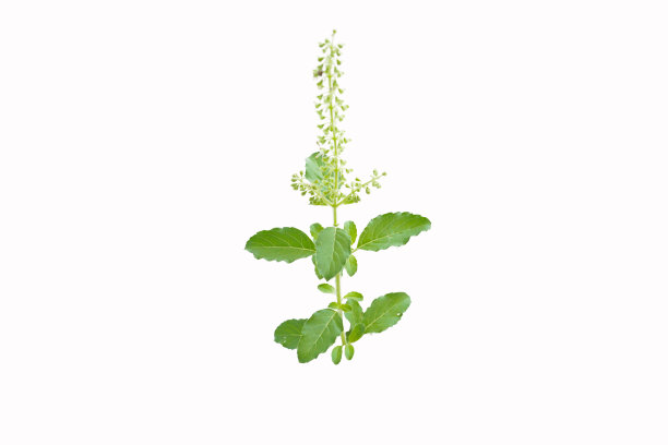 罗勒属tenuiflorum图片下载