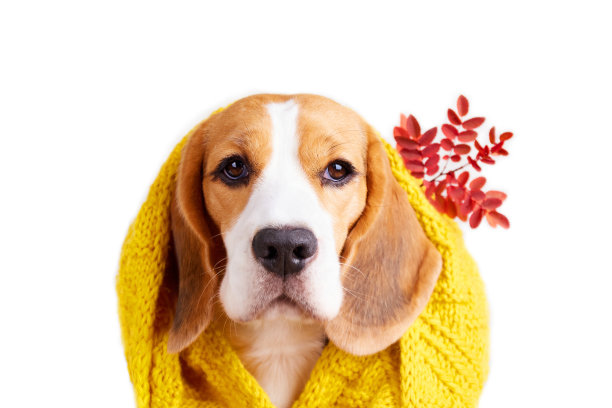 在白色孤立的背景上，一只戴着黄色编织围巾的小猎犬。温馨的家气氛，为寒冷的天气做准备。图片下载