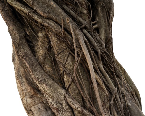 分离根的树的树皮图片下载