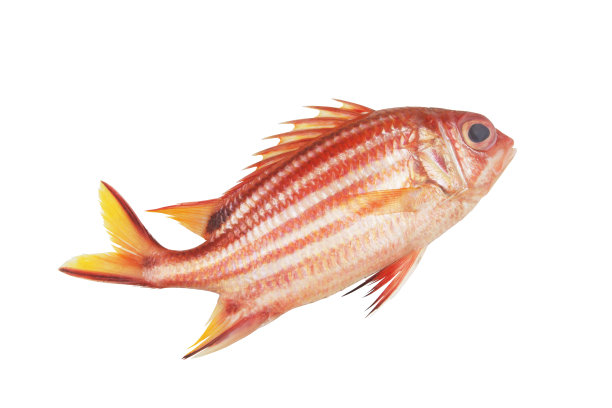 兵鱼孤立在白色上。图片下载