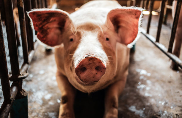 可爱的种猪的肖像与肮脏的鼻子，猪的鼻子特写。农场的大猪在猪圈里，动物农场的小家猪在室内图片下载