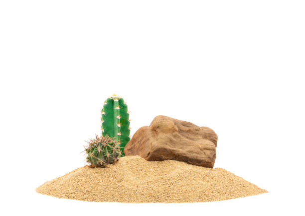 仙人掌是热带沙漠中的天然植物，孤立在白色背景上图片下载