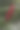 雨林里的红花图片下载