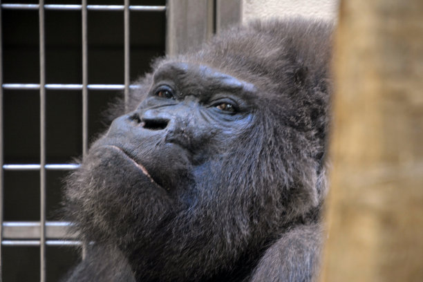 动物园里，一只老大猩猩若有所思地坐在铁栅栏旁边。圈养的非洲动物图片下载