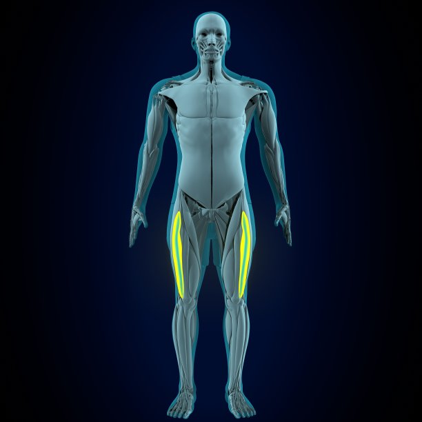 人直肠、股、股内侧肌解剖。三维演示图片下载