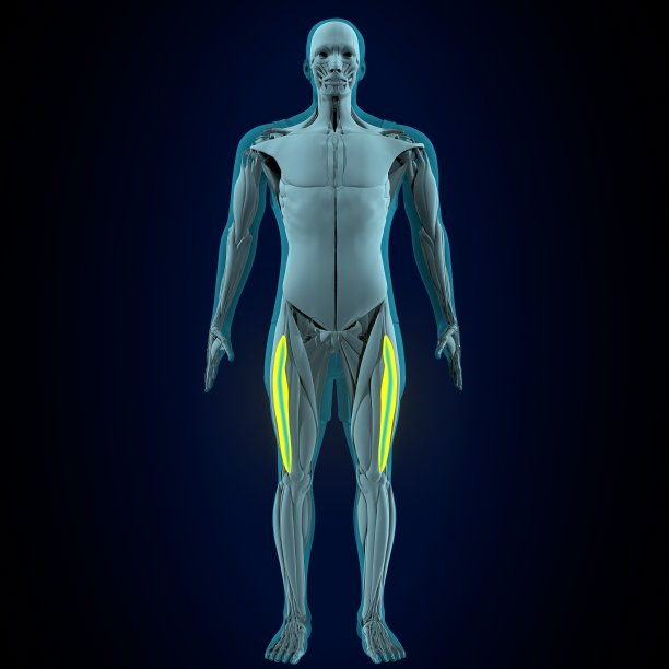 人直肠、股、股内侧肌解剖。三维演示图片下载