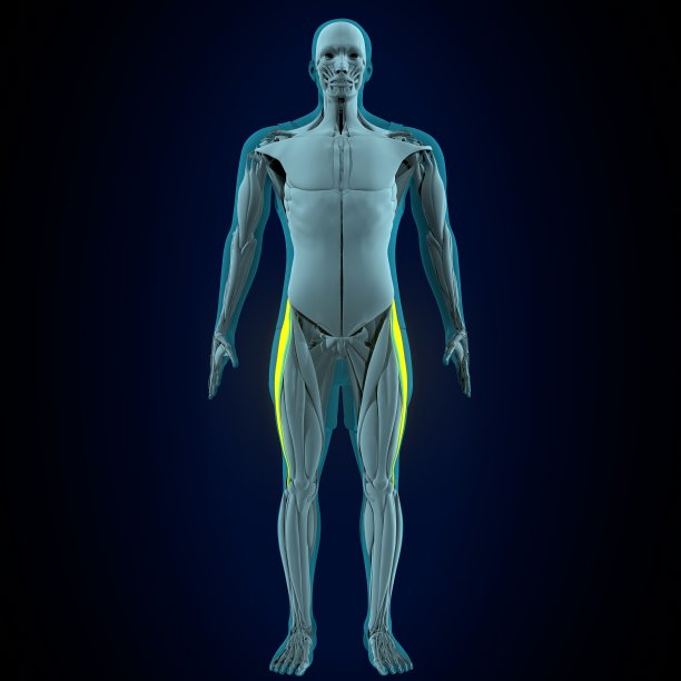 人直肠、股、股内侧肌解剖。三维演示图片下载